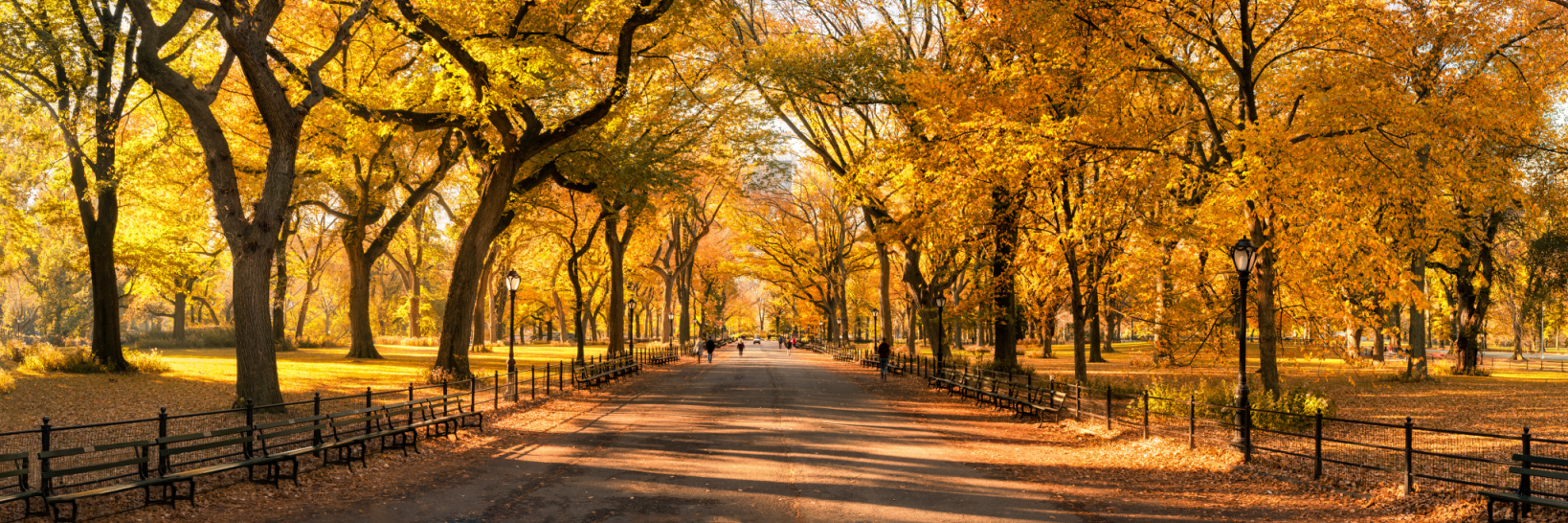 Autumn road